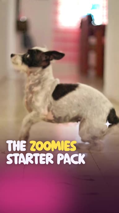 The zoomies starter pack