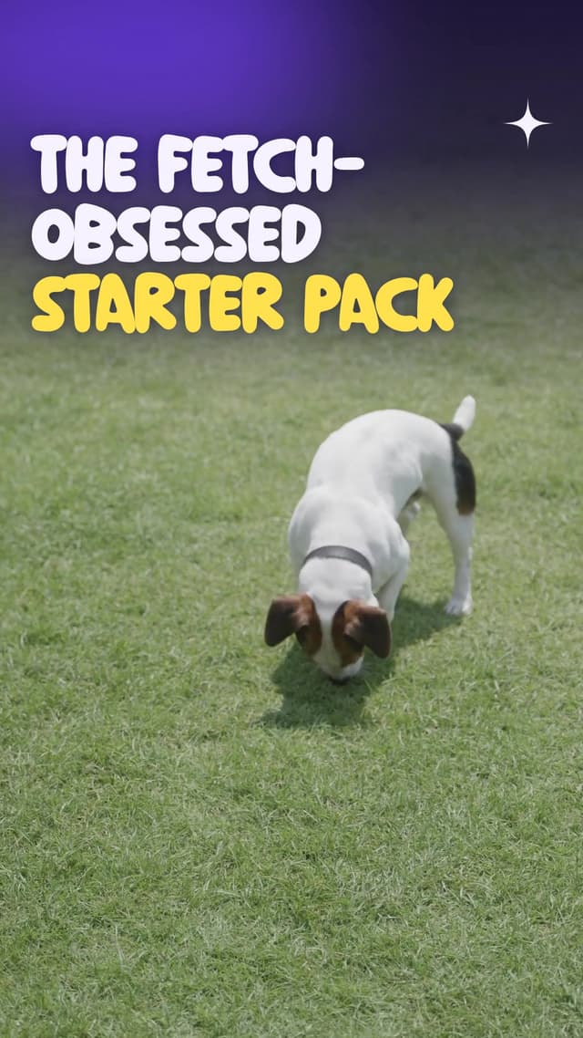 The fetch-obsessed starter pack