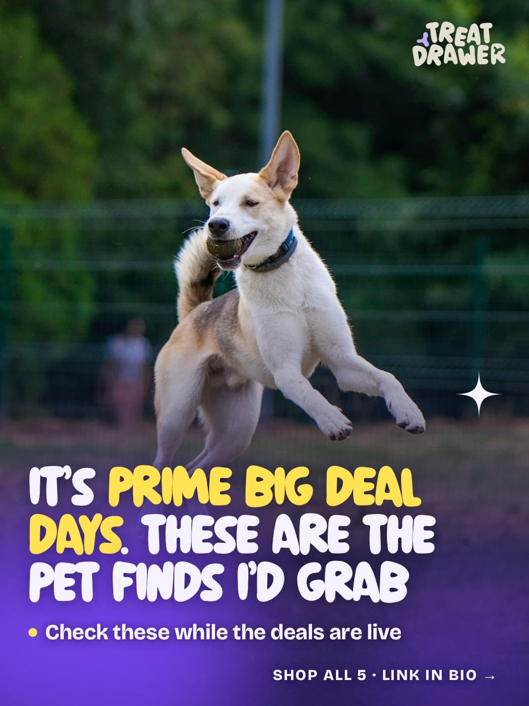 It’s Prime Big Deal Days. These are the pet finds I’d grab