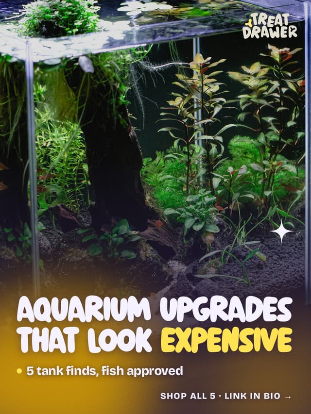 Aquarium upgrades that look expensive