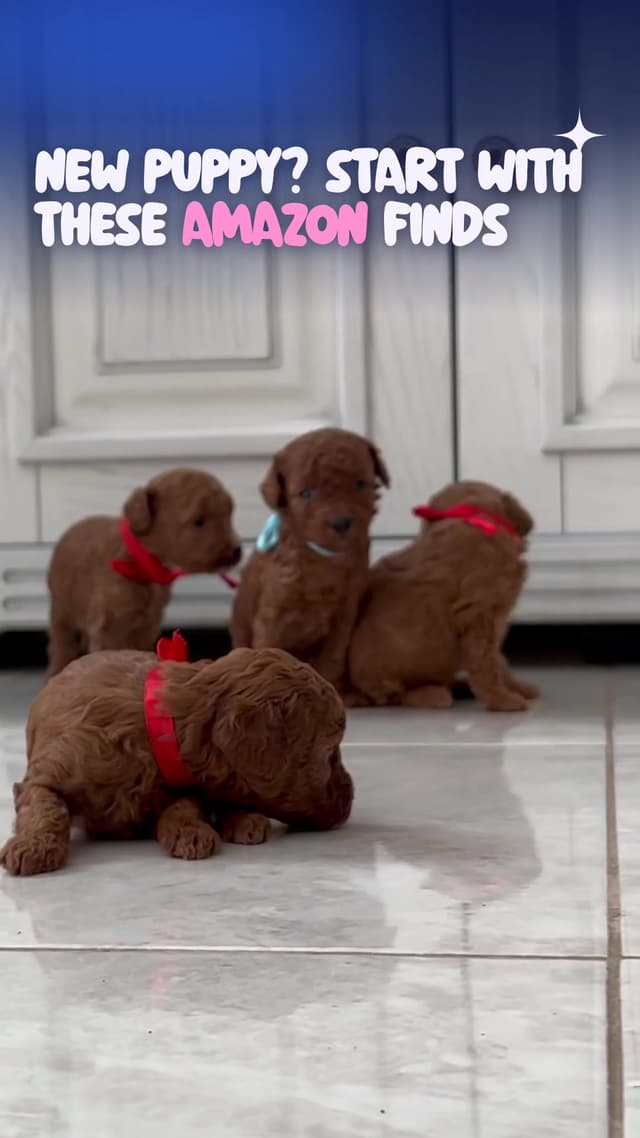 New puppy? Start with these Amazon finds