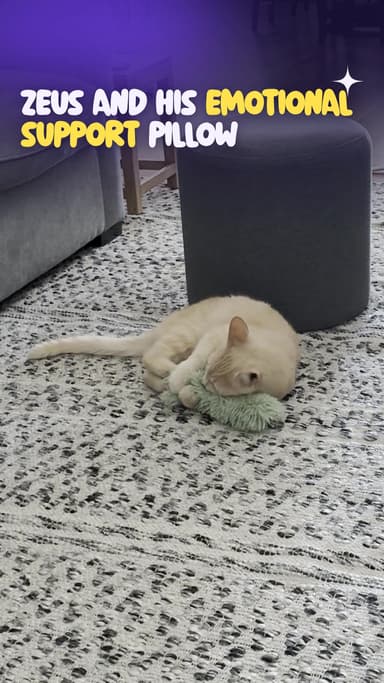 Zeus and his emotional support pillow