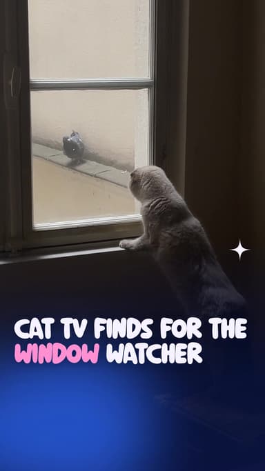 Cat TV finds for the window watcher