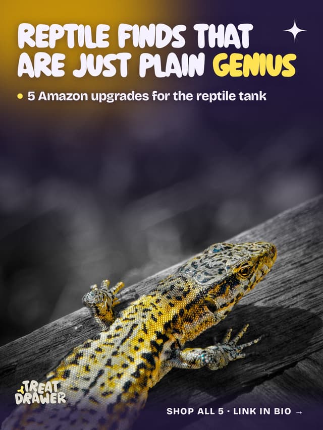 Reptile finds that are just plain genius