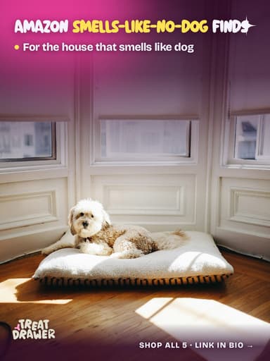 Amazon smells-like-no-dog finds