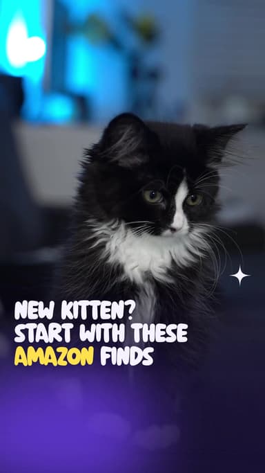 New kitten? Start with these Amazon finds