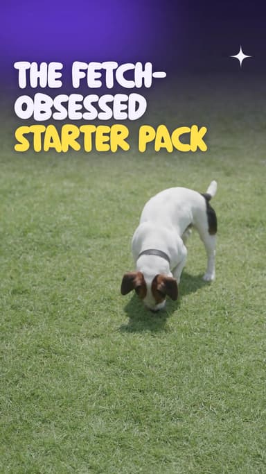 The fetch-obsessed starter pack