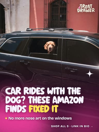Car rides with the dog? These Amazon finds fixed it