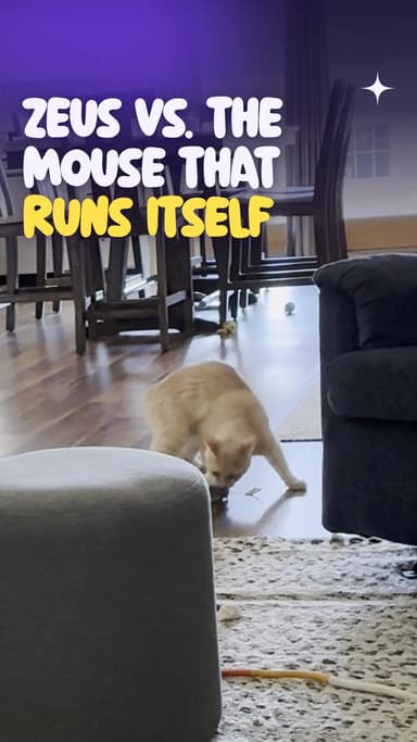 Zeus vs. the mouse that runs itself