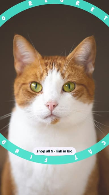 Zero regret Amazon cat finds