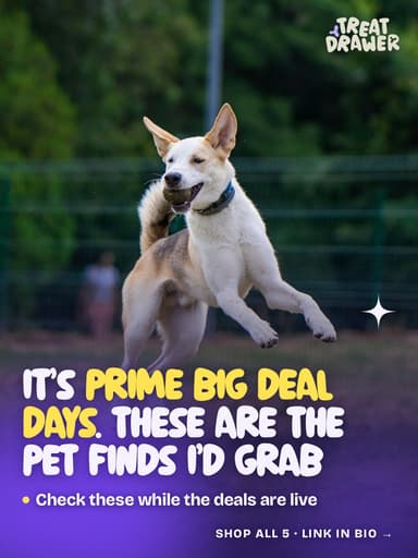 It’s Prime Big Deal Days. These are the pet finds I’d grab