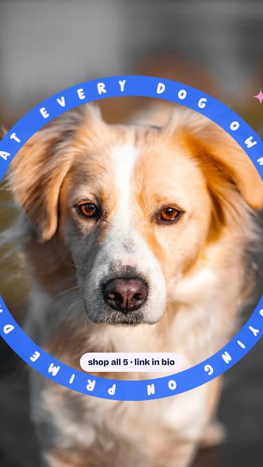 What every dog owner is buying on Prime Day