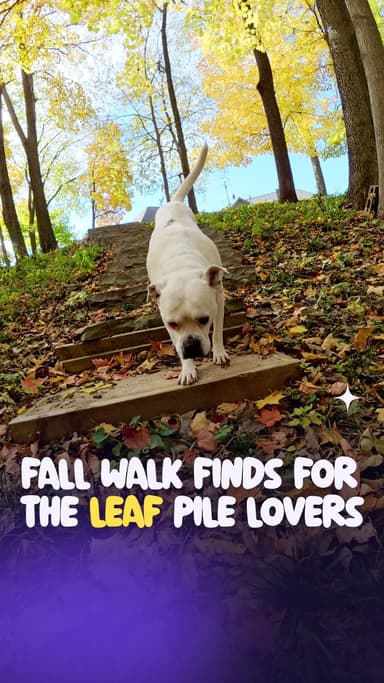 Fall walk finds for the leaf pile lovers