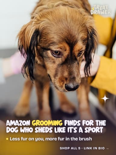 Amazon grooming finds for the dog who sheds like it’s a sport