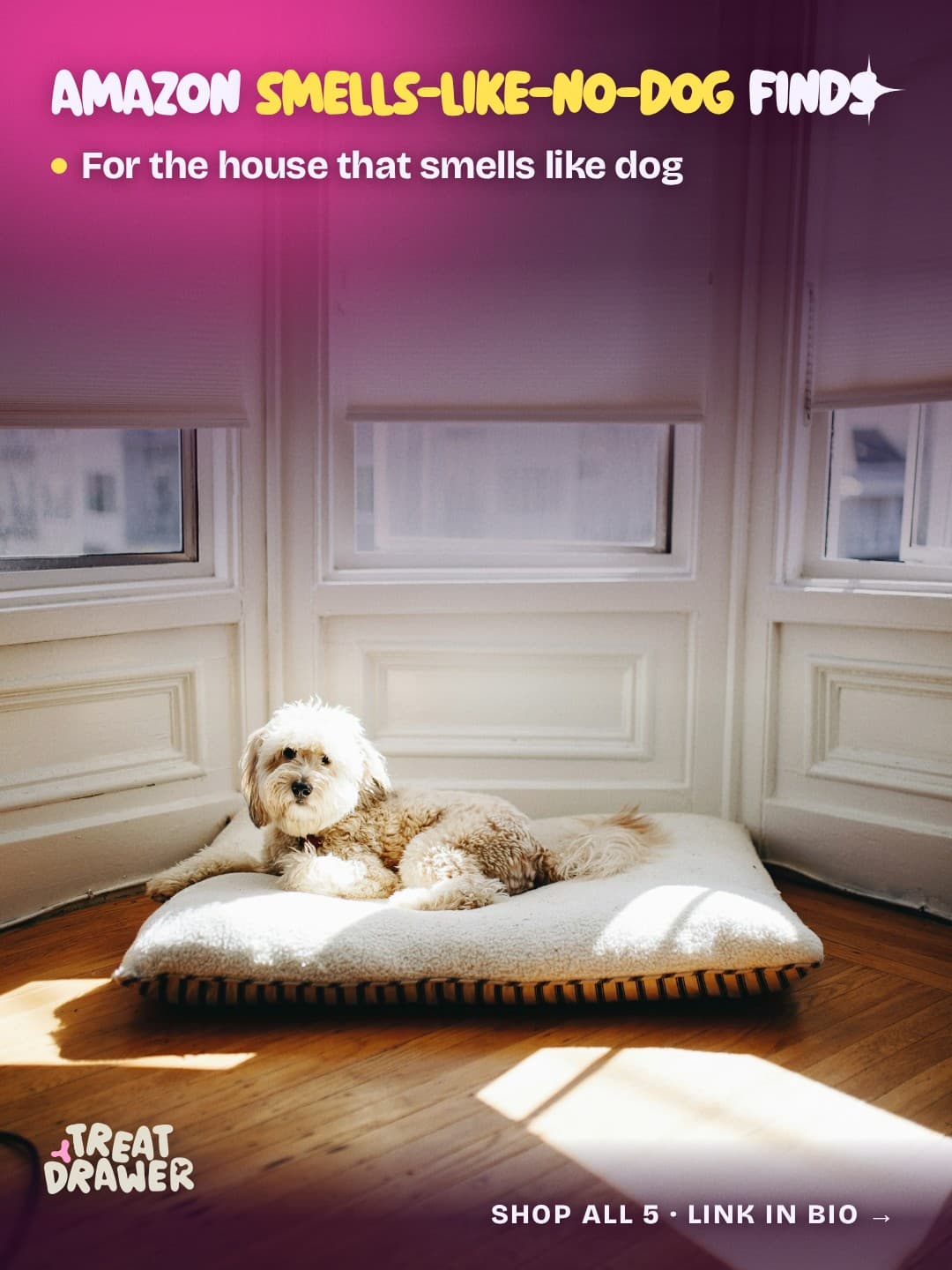 Amazon smells-like-no-dog finds