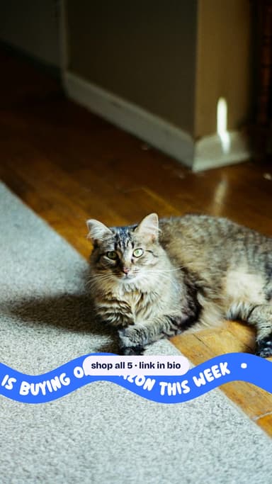 What every cat owner is buying on Amazon this week